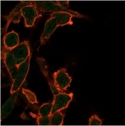 Immunofluorescent staining of PFA-fixed human U-87 cells using Bcl-W antibody (green, clone PCRP-BCL2L2-1A4) and phalloidin (red).