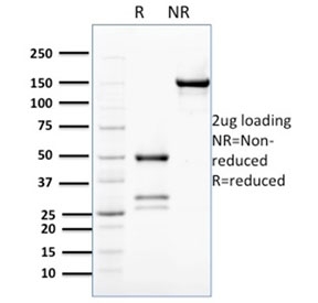 SDS-PAGE analysis of purified, BSA-free Bcl-W antibody (clone PCRP-BCL2L2-1A4) as confirmation of integrity and purity.