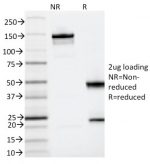 SDS-PAGE analysis of purified, BSA-free IL3RA antibody (clone IL3RA/2065) as confirmation of integrity and purity.