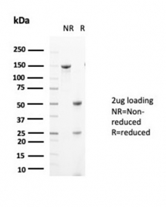 SDS-PAGE analysis of purified, BSA-free GLUL antibody (GLUL/6604) as confirmation of integrity and purity.