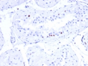 IHC staining of FFPE human testis tissue with CSTF2T antibody (clone PCRP-CSTF2T-1A3). HIER: boil tissue sections in pH 9 10mM Tris with 1mM EDTA for 20 min and allow to cool before testing.