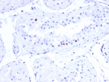 IHC staining of FFPE human testis tissue with CSTF2T antibody (clone PCRP-CSTF2T-1A3). HIER: boil tissue sections in pH 9 10mM Tris with 1mM EDTA for 20 min and allow to cool before testing.