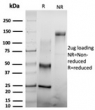 SDS-PAGE analysis of purified, BSA-free CSTF2T antibody (PCRP-CSTF2T-1A3) as confirmation of integrity and purity.