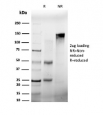 SDS-PAGE analysis of purified, BSA-free FRA2 antibody (PCRP-FOSL2-1B1) as confirmation of integrity and purity.