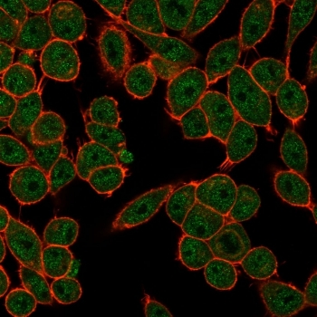 Immunofluorescent staining of PFA-fixed human HeLa cells using FRA2 antibody (green, clone PCRP-FOSL2-1B1) and phalloidin (red).