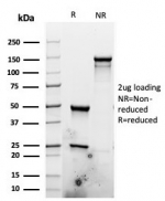 SDS-PAGE analysis of purified, BSA-free recombinant Ki-67 antibody (clone rMKI67/6499) as confirmation of integrity and purity.