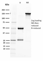SDS-PAGE analysis of purified, BSA-free PAX5 antibody (PAX5/2595) as confirmation of integrity and purity.