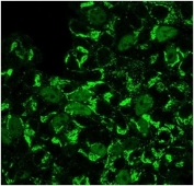 Immunofluorescent staining of PFA-fixed human MCF-7 cells using GMNN antibody (clone GMNN/3665).