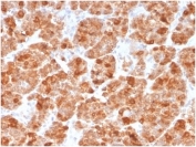 IHC staining of FFPE human spleen tissue with GMNN antibody (clone GMNN/3665). HIER: boil tissue sections in pH 9 10mM Tris with 1mM EDTA for 20 min and allow to cool before testing.