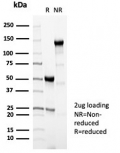 SDS-PAGE analysis of purified, BSA-free PRF1 antibody (PRF1/7077R) as confirmation of integrity and purity.~