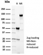 SDS-PAGE analysis of purified, BSA-free PRF1 antibody (PRF1/7077R) as confirmation of integrity and purity.