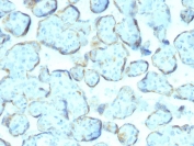 IHC staining of FFPE human placental tissue with Superoxide Dismutase 1 antibody (clone SOD1/2089). HIER: boil tissue sections in pH 9 10mM Tris with 1mM EDTA for 20 min and allow to cool before testing.