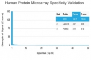 Analysis of HuProt(TM) microarray containing more than 19,000 full-length human proteins using Superoxide Dismutase 1 antibody (clone SOD1/2089). These results demonstrate the foremost specificity of the SOD1/2089 mAb. Z- and S- score: The Z-score represents the strength of a signal that an antibody (in combination with a fluorescently-tagged anti-IgG secondary Ab) produces when binding to a particular protein on the HuProt(TM) array. Z-scores are described in units of standard deviations (SD's) above the mean value of all signals generated on that array. If the targets on the HuProt(TM) are arranged in descending order of the Z-score, the S-score is the difference (also in units of SD's) between the Z-scores. The S-score therefore represents the relative target specificity of an Ab to its intended target.