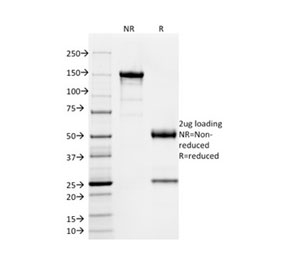 SDS-PAGE analysis of purified, BSA-free SOX9 antibody (clone PCRP-SOX9-1A2) as confirmation of integrity and purity.