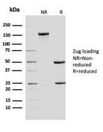 SDS-PAGE analysis of purified, BSA-free ERCC1 antibody (clone ERCC1/2683) as confirmation of integrity and purity.