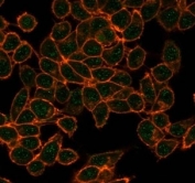 Immunofluorescent staining of PFA-fixed human HeLa cells using CBFB antibody (green, clone PCRP-CBFB-1F6) and phalloidin (red).