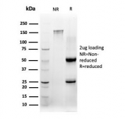 SDS-PAGE analysis of purified, BSA-free CBFB antibody (clone PCRP-CBFB-1F6) as confirmation of integrity and purity.