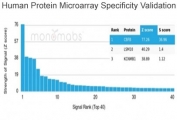 Analysis of HuProt(TM) microarray containing more than 19,000 full-length human proteins using CBFB antibody (clone PCRP-CBFB-1F6). These results demonstrate the foremost specificity of the PCRP-CBFB-1F6 mAb. Z- and S- score: The Z-score represents the strength of a signal that an antibody (in combination with a fluorescently-tagged anti-IgG secondary Ab) produces when binding to a particular protein on the HuProt(TM) array. Z-scores are described in units of standard deviations (SD's) above the mean value of all signals generated on that array. If the targets on the HuProt(TM) are arranged in descending order of the Z-score, the S-score is the difference (also in units of SD's) between the Z-scores. The S-score therefore represents the relative target specificity of an Ab to its intended target.
