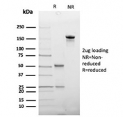 SDS-PAGE analysis of purified, BSA-free Haptoglobin antibody (HP/3837) as confirmation of integrity and purity.