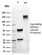 SDS-PAGE analysis of purified, BSA-free recombinant KRT8 antibody (clone rKRT8/6471) as confirmation of integrity and purity.
