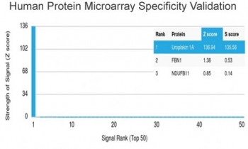 Analysis of HuProt(TM) microarray containing more than 19,000 full-length human proteins using Uroplakin 1A antibody (clone UPK1A/2924). These results demonstrate the foremost specificity of the UPK1A/2924 mAb. Z- and S- score: The Z-score represents the strength of a signal that an antibody (in combination