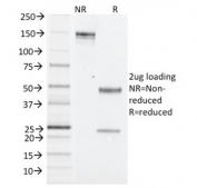SDS-PAGE analysis of purified, BSA-free Nk1.1 antibody (clone PK136) as confirmation of integrity and purity.