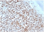IHC staining of FFPE human tonsil tissue with HLA-G antibody (clone HLAG/6686) at 2ug/ml. HIER: boil tissue sections in pH 9 10mM Tris with 1mM EDTA for 20 min and allow to cool before testing.