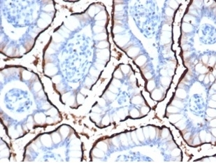 IHC staining of FFPE human small intestine tissue with ACE2 antibody (clone ACE2/6788R) at 2ug/ml in PBS for 30min RT. HIER: boil tissue sections in pH 9 10mM Tris with 1mM EDTA for 20 min and allow to cool before testing.~