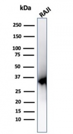 Western blot testing of human Raji cell lysate using PCNA antibody (clone PCNA/6580).