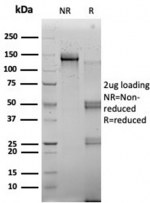 SDS-PAGE analysis of purified, BSA-free RBMS2 antibody (PCRP-RBMS2-1B6) as confirmation of integrity and purity.