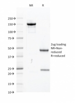 SDS-PAGE analysis of purified, BSA-free PU.1 antibody (clone PU1/2118) as confirmation of integrity and purity.