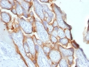 IHC: Formalin-fixed, paraffin-embedded human placenta stained with hCG beta antibody (SPM529).