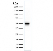 Western blot testing of human T98G cell lysate with Glial Fibrillary Acidic Protein antibody (clone SPM248). Expected molecular weight 50~55 kDa.