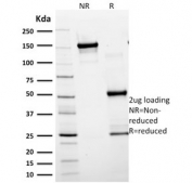 SDS-PAGE analysis of purified, BSA-free Glial Fibrillary Acidic Protein antibody (clone SPM248) as confirmation of integrity and purity.