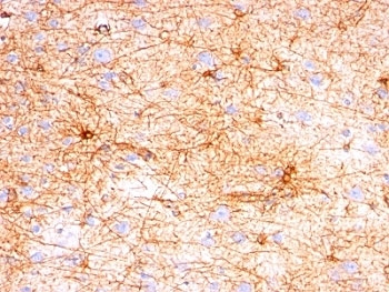 IHC: Formalin-fixed, paraffin-embedded human cerebellum stained with GFAP antibody (SPM507).~