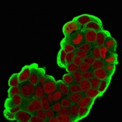Immunofluorescent staining of PFA-fixed human MCF7 cells with HSP27 antibody (clone SPM252, green) and Reddot nuclear stain (red).