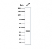 Western blot testing of human HeLa cell lysate with HSP27 antibody (clone SPM252). Expected molecular weight: 24-29 kDa.