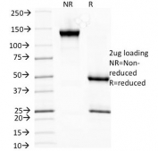 SDS-PAGE analysis of purified, BSA-free HSP27 antibody (clone SPM252) as confirmation of integrity and purity.