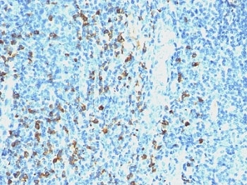 IHC: Formalin-fixed, paraffin-embedded human tonsil stained with anti-Lambda antibody (clone SPM559).~