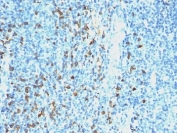 IHC: Formalin-fixed, paraffin-embedded human tonsil stained with anti-Lambda antibody (clone SPM559).
