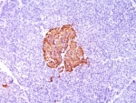 IHC: Formalin-fixed, paraffin-embedded human pancreas stained with Insulin antibody (SPM139).