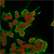 Immunofluorescent staining of fixed human MCF7 cells with Cytokeratin 8 antibody (clone SPM538, green) and Reddot nuclear stain (red).