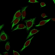 Immunofluorescent staining of permeabilized human HeLa cells with Cytokeratin 18 antibody (clone SPM265, green) and Reddot nuclear stain (red).