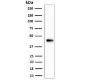 Western blot testing of human HCT116 cell lysate using Cytokeratin 18 antibody (clone SPM265). Predicted molecular weight ~48 kDa.
