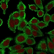 Immunofluorescent staining of PFA-fixed human HeLa cells with Moesin antibody (clone SPM562, green) and Reddot nuclear stain (red).