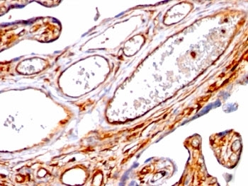 IHC: Formalin-fixed, paraffin-embedded human placenta stained with Moesin antibody (SPM562)