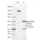 SDS-PAGE analysis of purified, BSA-free Mucin-2 antibody (clone SPM513) as confirmation of integrity and purity.