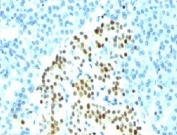 IHC: Formalin-fixed paraffin-embedded human pancreas stained with NKX2.2 antibody (clone SPM564).