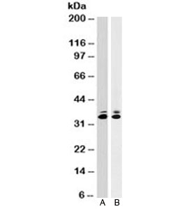 Western blot testing of A) human HeLa and B) mouse NIH3T3 cell lysates with anti-PCNA antibody (clone SPM350). Predicted mole