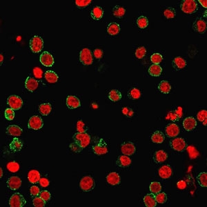 Immunofluorescent staining of PFA-fixed human Jurkat cells with CD31 antibody (green, clone SPM532) and NucSpot nuclear counterstain (red).